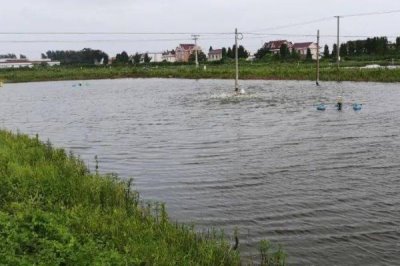 下雨天虾塘能不能补钙,雨天补钙会增加虾的负担