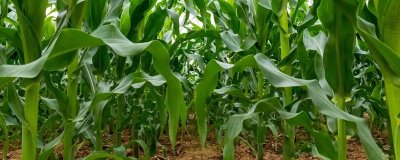 6G3567玉米品种简介,中抗灰斑病