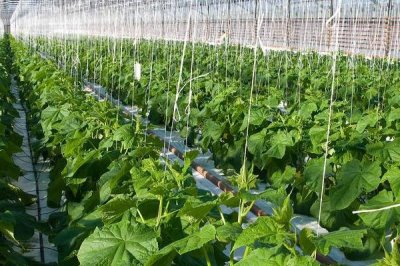 黄瓜龙头生长异常的原因及防治措施，药害、病害或缺素均会导致