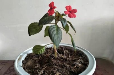 水梅花怎么养，从光照温度水分施肥等方面着手