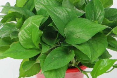 绿萝为什么不长藤，离不开适宜的光照、水分和肥料