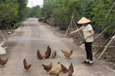 用醋喂鸡的间隔,每隔10天左右喂一次