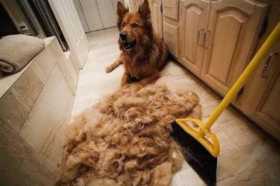 家里狗味太重如何去除，需定期清洗和消毒狗狗的用品