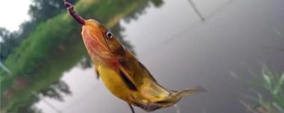 垂钓黄颡鱼要钓浅还是钓深,适合钓2-3米的深度