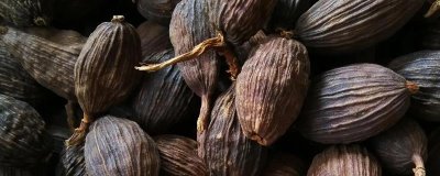 草果简介,是著名的药食两用中药材