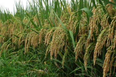 菁美丝香水稻品种简介，每亩有效穗数18.9万