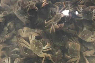 河蟹暂养的死亡原因，河蟹质量差会导致