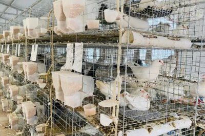 农村养殖业和种植业对比，养殖业的风险比种植业更高