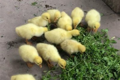 小鹅的食物，用菜叶搭配碎米饲喂雏鹅