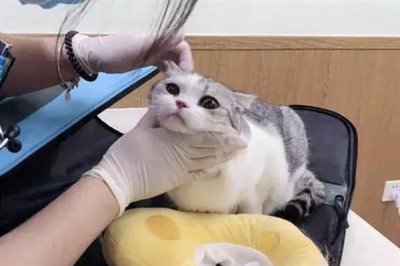 猫咪慢性肝炎是什么,是肝脏长期发炎的形成的一种病症
