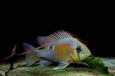 藩王食土鲷好不好养，饲养难度并不大