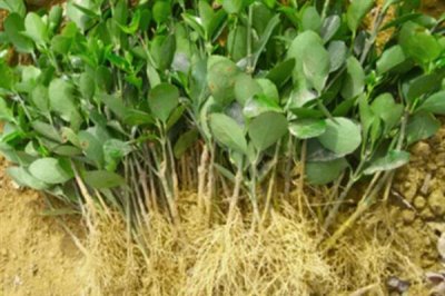 冬青树的价格，会受到规格、品种、市场等条件的影响