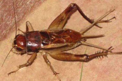 蟋蟀的品种介绍,常见的有中华蟋蟀、大棺头蟋蟀等