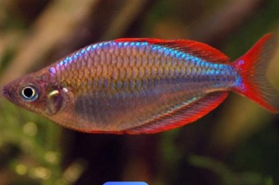 洛氏唇银汉鱼好不好养,饲养难度较大