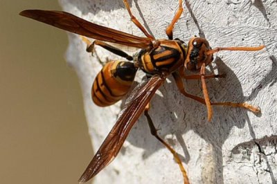 细腰蜂出现在家中如何处理,安全受到威胁时要立即驱赶