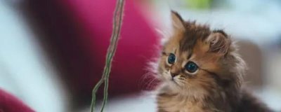 刚出生的小猫即将死亡如何抢救,擦干小猫后可贴着身体传递温度