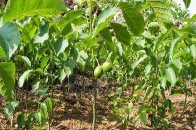 山核桃的栽培技术,定植有播种、人工培育苗木等方式