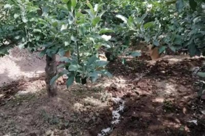苹果水裂纹发生原因及防治方法,需对症下药