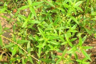 白花蛇舌草怎么种植，种子应拌土播撒