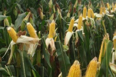 东单1607玉米品种介绍，株型半紧凑、春播生育期为127天