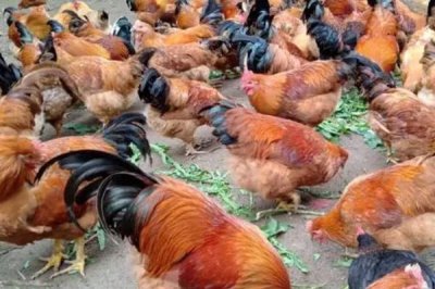 高温对肉鸡有什么影响,会导致进食量和生产性能降低