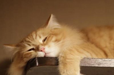 猫间歇性发烧的原因,可能是细菌、病毒或真菌感染、身体创伤等