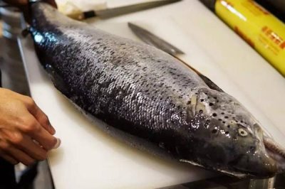 什么是鰤鱼,属于鲹科、鰤属海洋鱼类的统称