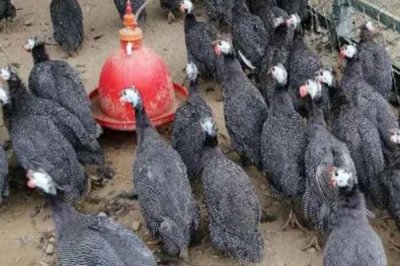 农村养珍珠鸡能否赚钱,具有一定养殖前景但市场价格因地而异