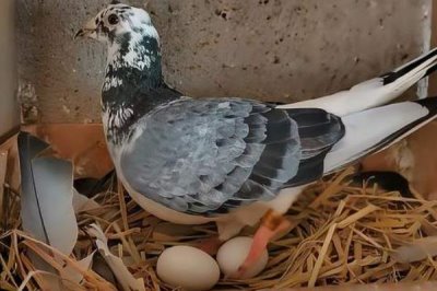 拿走鸽子蛋鸽子会不会生气，鸽子是会生气的