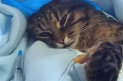 猫咪慢性肝炎是什么,是肝脏长期发炎的形成的一种病症