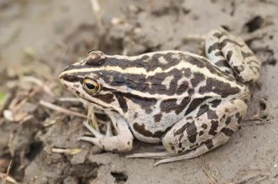 黑斑蛙怎么养殖，先饲喂鲜活诱饵再过渡至人工饲料