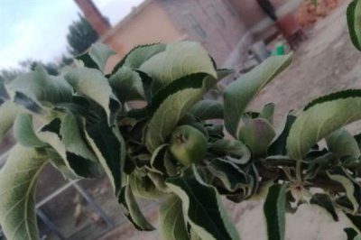 果树卷叶的原因，主要是缺少营养导致