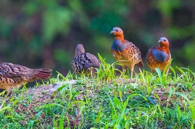 竹鸡的价格和前景,不同品种的售价有所差异