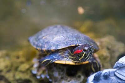 巴西龟的产蛋数量，一次可产下6-11枚左右