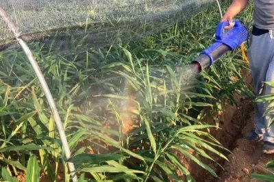 大姜死棵严重怎么防治,可采取培土、杀菌、施肥等措施