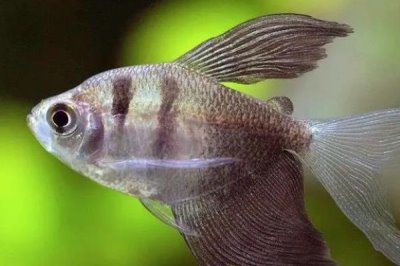 观赏鱼不喂的情况下能活几天,一般可以活一个月左右