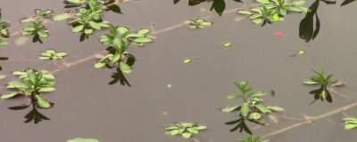 七星漂可以钓浮吗,七星漂适合钓浮