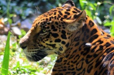 哺乳动物有什么特点,可通过乳腺分泌乳汁来为幼体进行哺乳