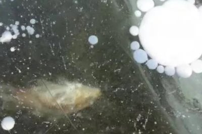 冰面气泡比较多是下面有鱼吗，需根据气泡形状、大小和多少来分辨