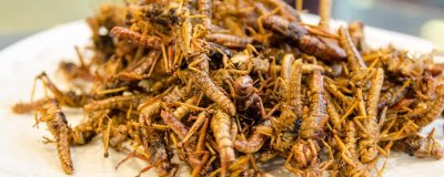 蝗虫能不能吃,天津人最爱吃油炸蝗虫