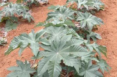 蓖麻的亩产量,平均产量为500-1000斤左右