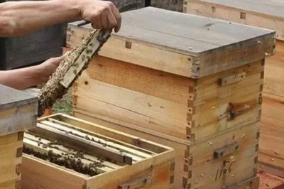 养蜂有没有补贴,取决于当地的政策