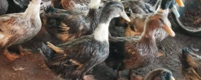 冬天怎么养殖肉鸭,重点要做好保温措施