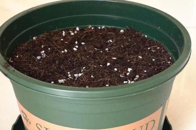 让绿萝两天爆盆的方法，放在光线明亮处充分接受光照