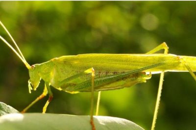 蝗虫是害虫还是益虫,是农业害虫
