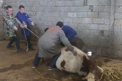 牛难产拉不出来如何处理，应及时采取手术助产措施