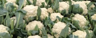 宝塔花椰菜的育苗技术要点,苗期白天的适宜温度为20-24℃