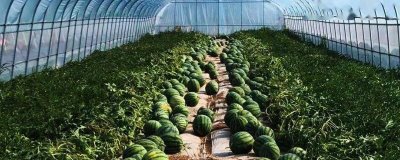 大棚西瓜的管理技术,出苗至真叶时需保证充足的光照