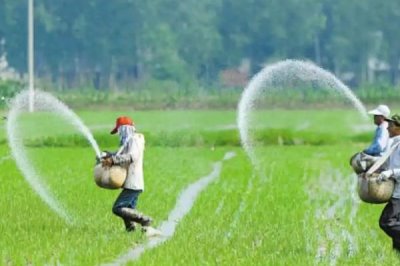 怎么对晚稻使用钾肥,亩施5-12公斤钾肥为宜