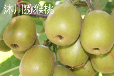 四川省乐山市的特产，有“海棠香国”的美誉
